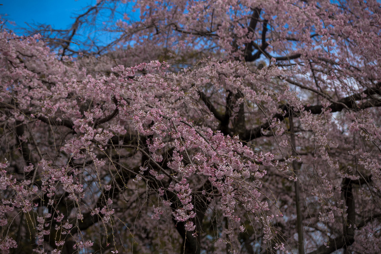 旧有栖川宮邸_e0051888_3455482.jpg