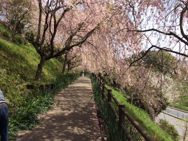 JR東海さわやかウォーキング：春うらら こうたのしだれ桜と桜まつりを満喫しよう！_e0094589_20370177.jpg