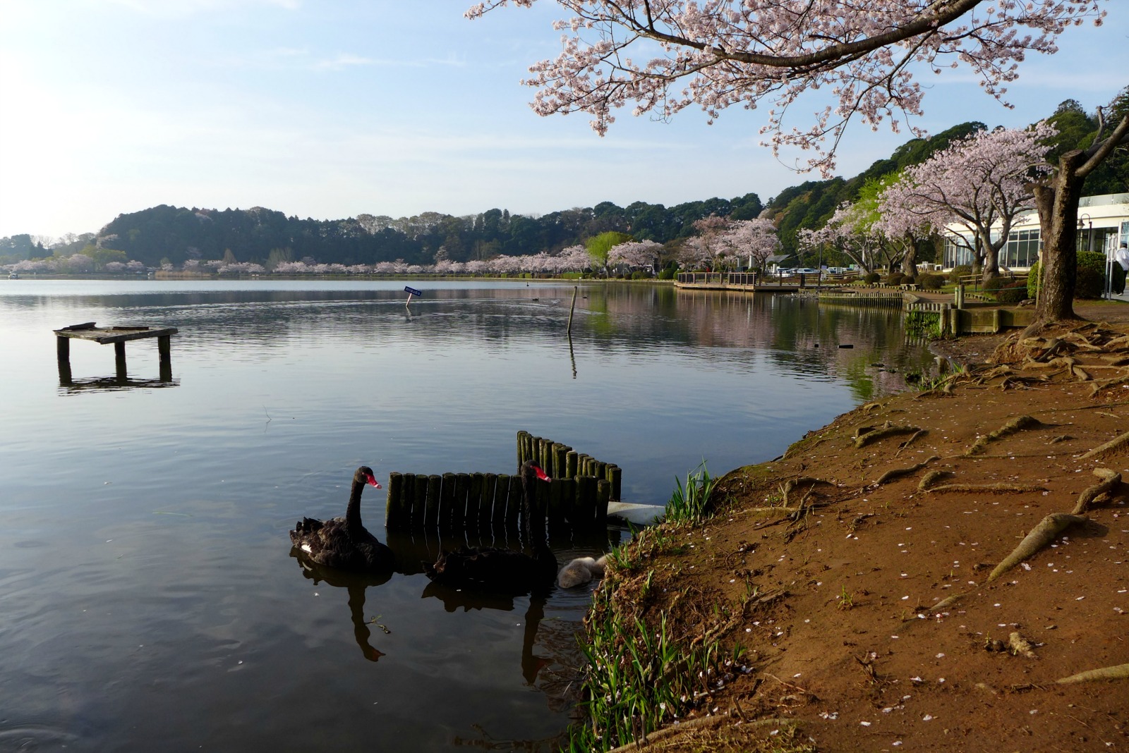 千波湖の桜と野鳥 Buono Buono