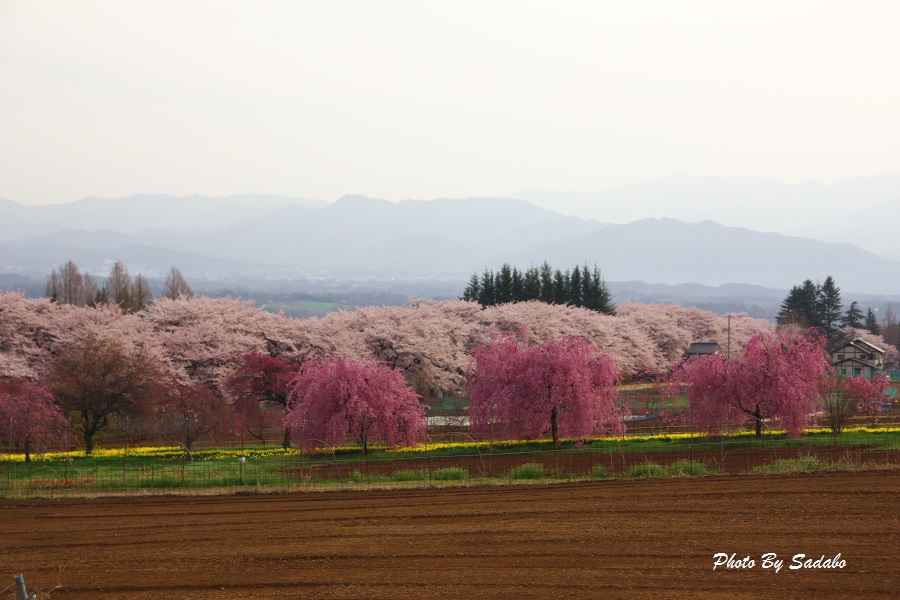 真原桜並木2016_d0192990_11373111.jpg