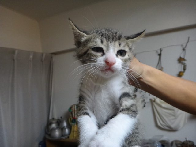 仔猫吸いまくり_e0151091_21230938.jpg