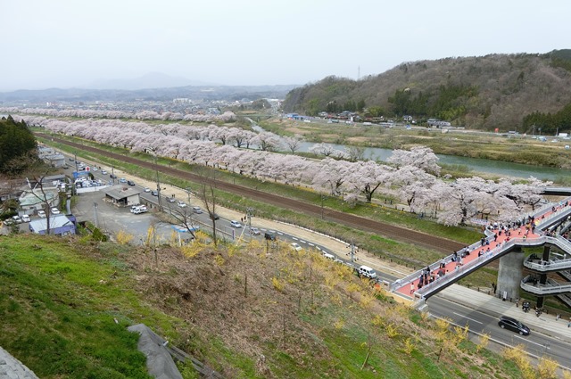 藤田八束の列車と桜の写真@船岡城址の桜、春爛漫列車との共演写真_d0181492_22573327.jpg