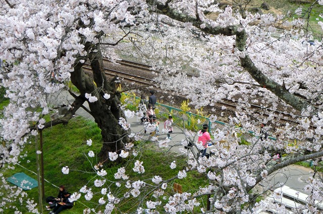 藤田八束の列車と桜の写真@船岡城址の桜、春爛漫列車との共演写真_d0181492_23114913.jpg