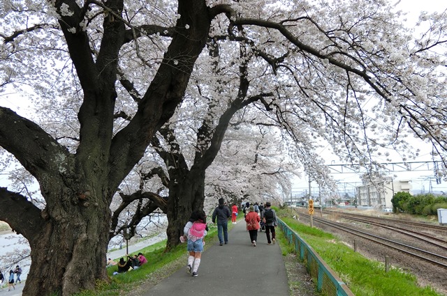 藤田八束の列車と桜の写真@船岡城址の桜、春爛漫列車との共演写真_d0181492_23122097.jpg