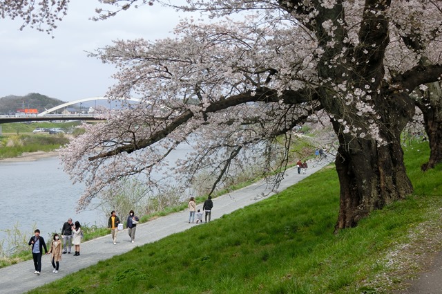 藤田八束の列車と桜の写真@船岡城址の桜、春爛漫列車との共演写真_d0181492_23125228.jpg