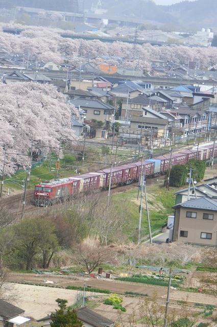 藤田八束の列車と桜の写真@船岡城址の桜、春爛漫列車との共演写真_d0181492_23155064.jpg