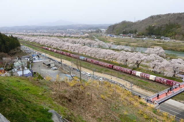 藤田八束の列車と桜の写真@船岡城址の桜、春爛漫列車との共演写真_d0181492_23192459.jpg