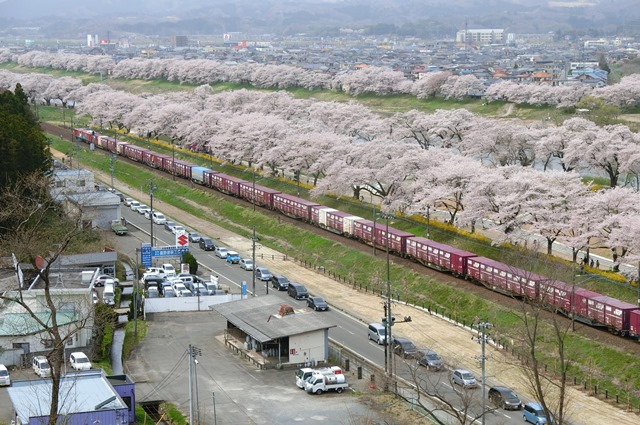 藤田八束の列車と桜の写真@船岡城址の桜、春爛漫列車との共演写真_d0181492_23194130.jpg