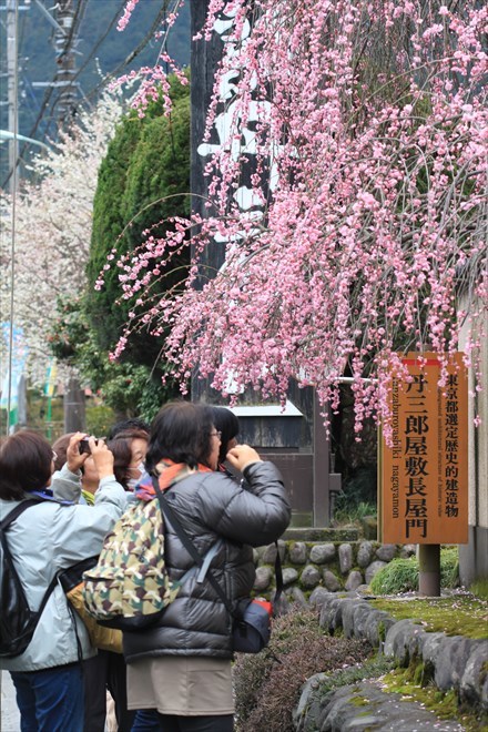 早春のハナネコ女子会2016　その１_b0246693_12051694.jpg