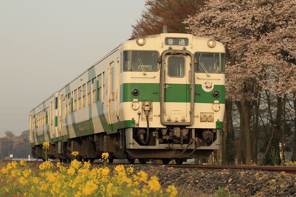 菜の花と桜とカラ線？？_c0035094_1616407.jpg