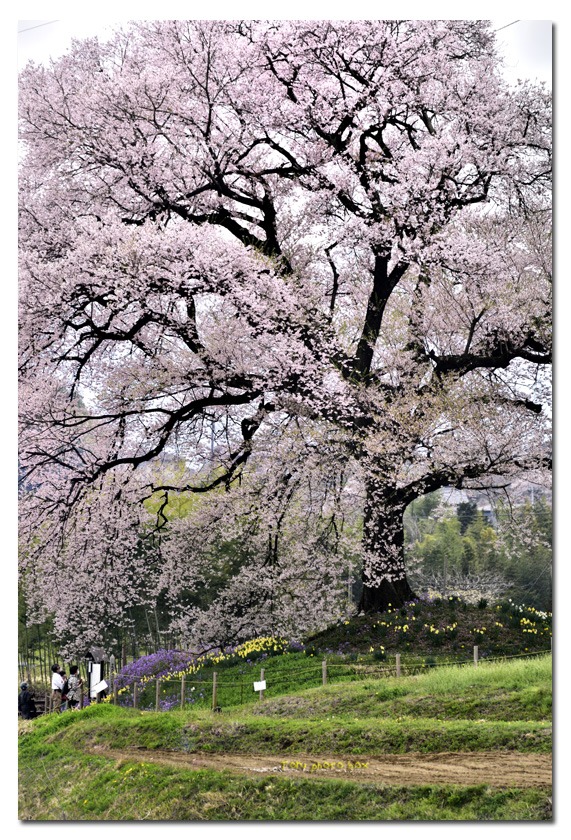 わに塚の一本桜　　2016_a0157696_9271319.jpg