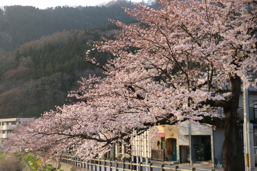 あつみ温泉，温海川河畔に咲くサクラ　・１_c0075701_20473060.jpg