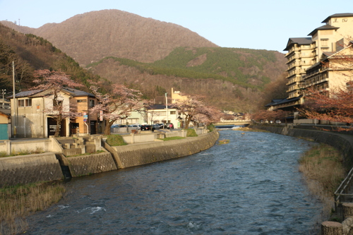 あつみ温泉，温海川河畔に咲くサクラ　・１_c0075701_20474163.jpg