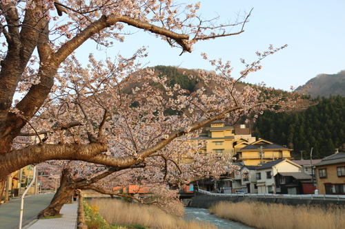 あつみ温泉，温海川河畔に咲くサクラ・４_c0075701_2112857.jpg