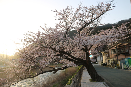 あつみ温泉，温海川河畔に咲くサクラ・３_c0075701_2142055.jpg