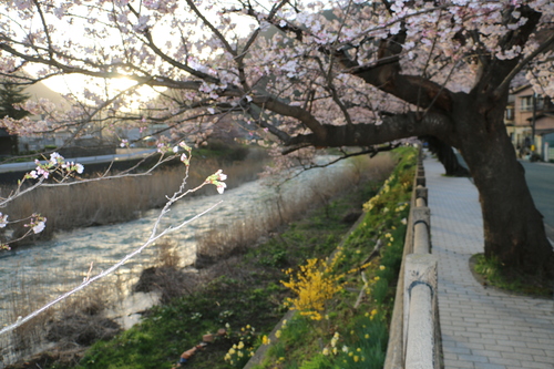 あつみ温泉，温海川河畔に咲くサクラ・３_c0075701_2142715.jpg