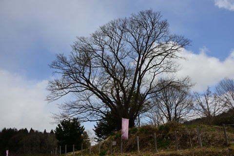 飯綱町の桜と日朝寺の枝垂れ桜_e0087201_18385149.jpg