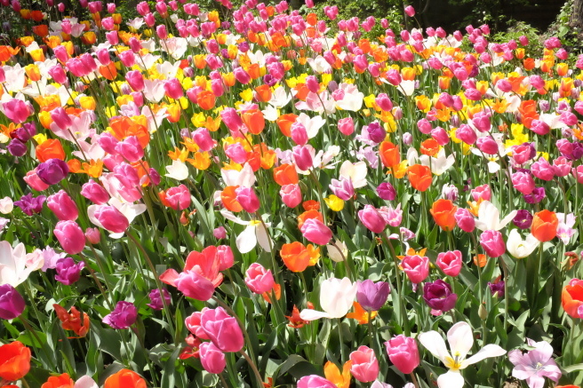 Messer Tulipano 2016 🌷 プラロルモのチューリップ祭_b0246303_23204899.jpg