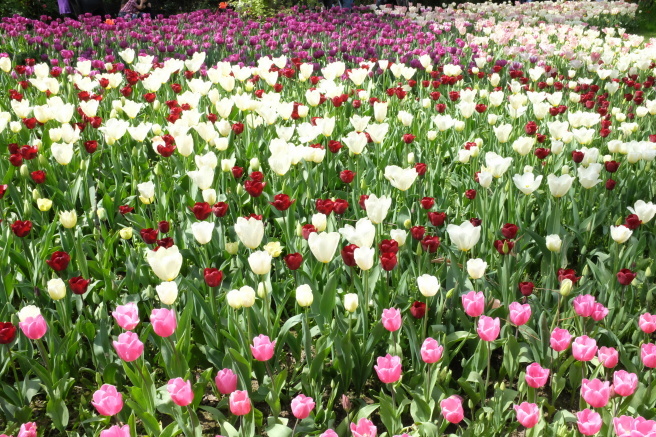 Messer Tulipano 2016 🌷 プラロルモのチューリップ祭_b0246303_23224075.jpg