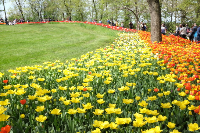 Messer Tulipano 2016 🌷 プラロルモのチューリップ祭_b0246303_23273072.jpg