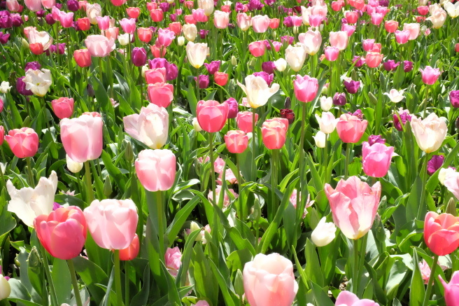 Messer Tulipano 2016 🌷 プラロルモのチューリップ祭_b0246303_23352471.jpg