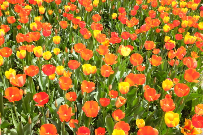 Messer Tulipano 2016 🌷 プラロルモのチューリップ祭_b0246303_23384402.jpg