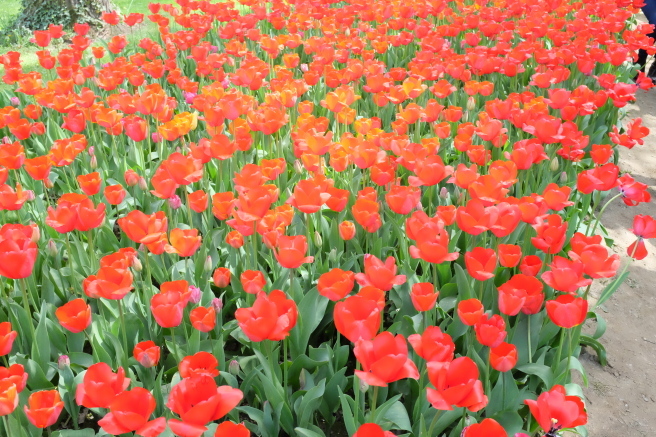 Messer Tulipano 2016 🌷 プラロルモのチューリップ祭_b0246303_23430002.jpg