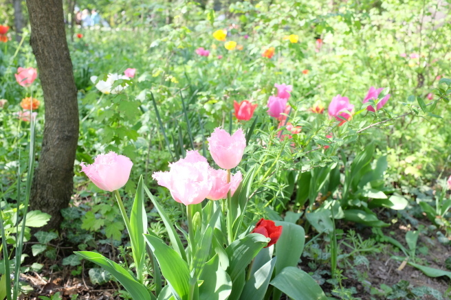 Messer Tulipano 2016 🌷 プラロルモのチューリップ祭_b0246303_23470096.jpg