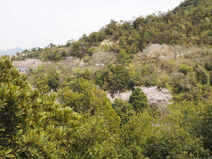 積善山 観桜登山 その２_c0116915_02428.jpg