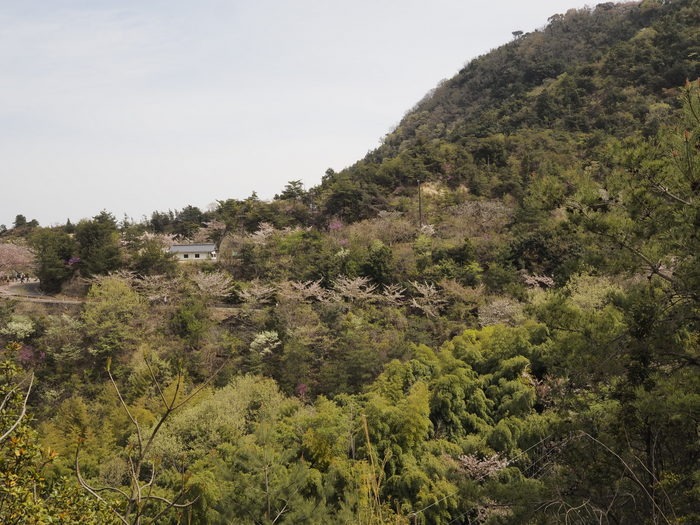 積善山 観桜登山 その２_c0116915_072299.jpg