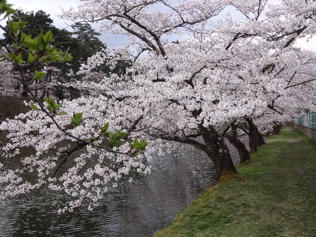 会津は桜満開、でも雪が舞っています。_c0141223_18122935.jpg
