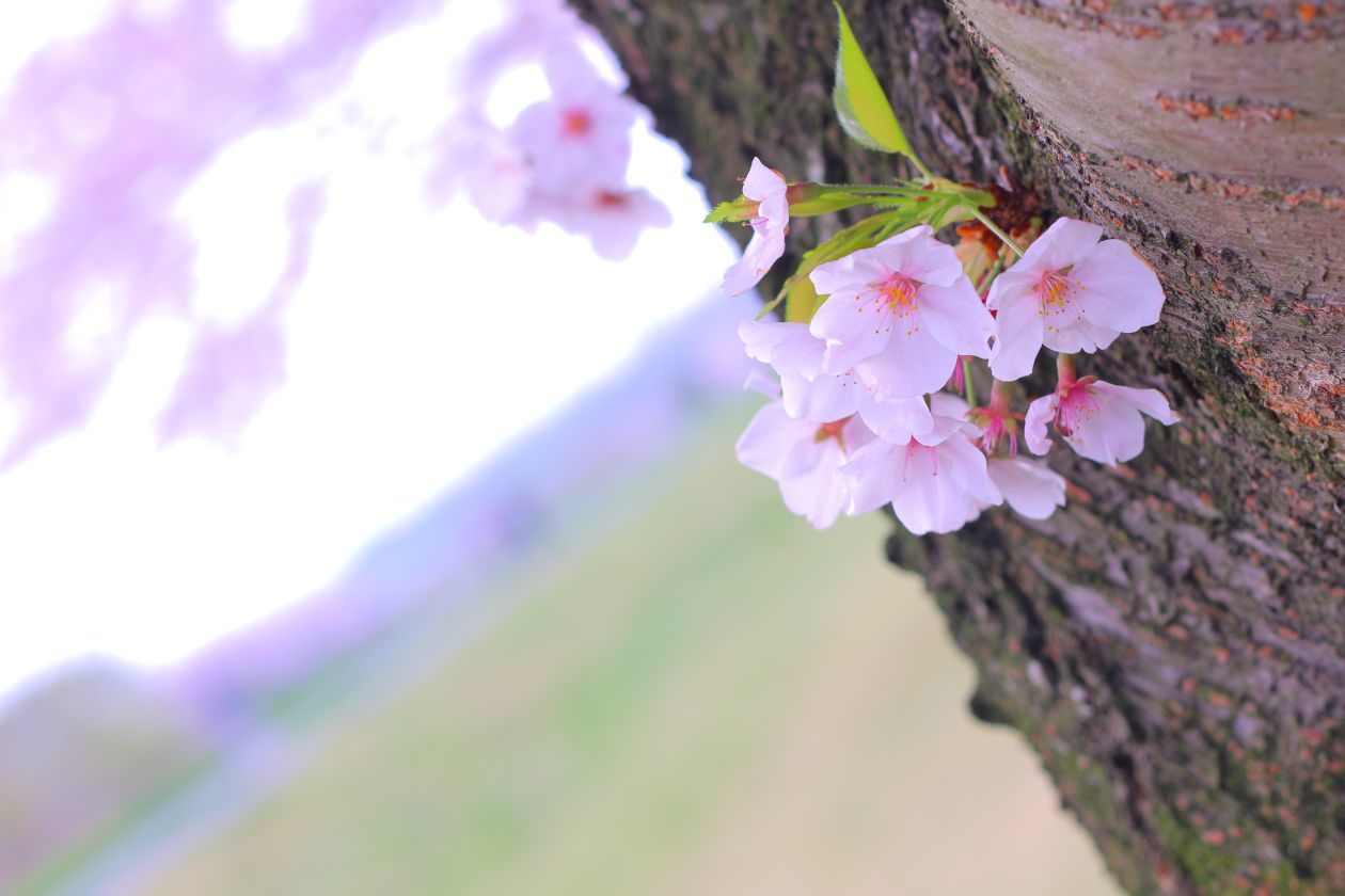 SAKURA♪_b0154924_19380250.jpg