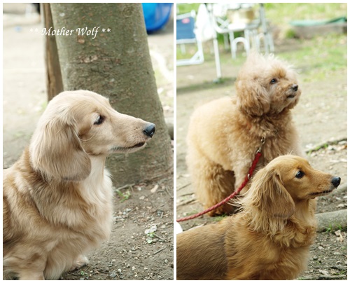 第20回マザーウルフ遠足 金沢自然公園BBQレポート_e0191026_20421637.jpg