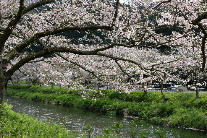 松崎町の 花畑 と那賀川沿いの 桜並木 Streamside