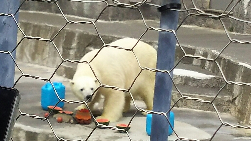 浜松市動物園  ～キロルのお別れ会とムカちゃんの誕生会～_b0308627_21073288.jpg