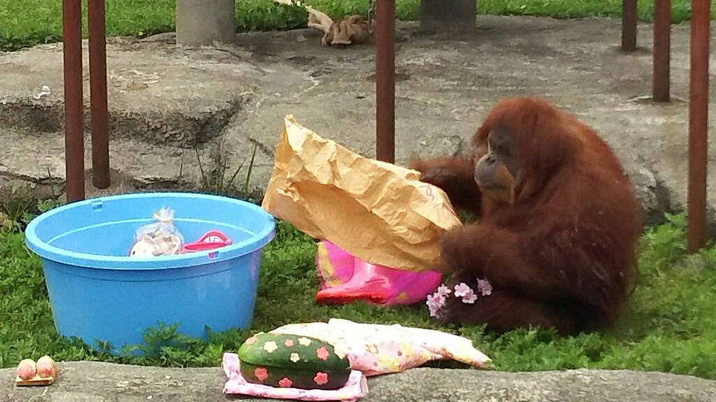 浜松市動物園  ～キロルのお別れ会とムカちゃんの誕生会～_b0308627_23414628.jpg