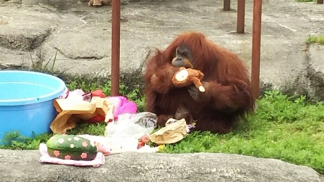 浜松市動物園  ～キロルのお別れ会とムカちゃんの誕生会～_b0308627_23414931.jpg