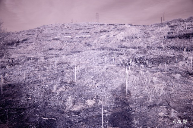 f0186527_20163648.jpg