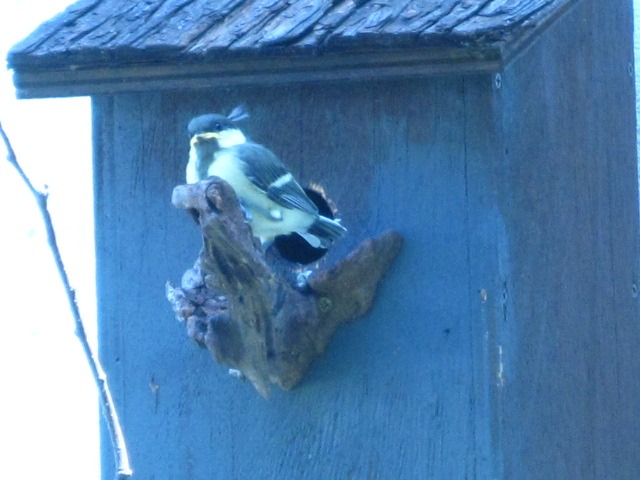 野鳥の宿_c0102228_20212944.jpg