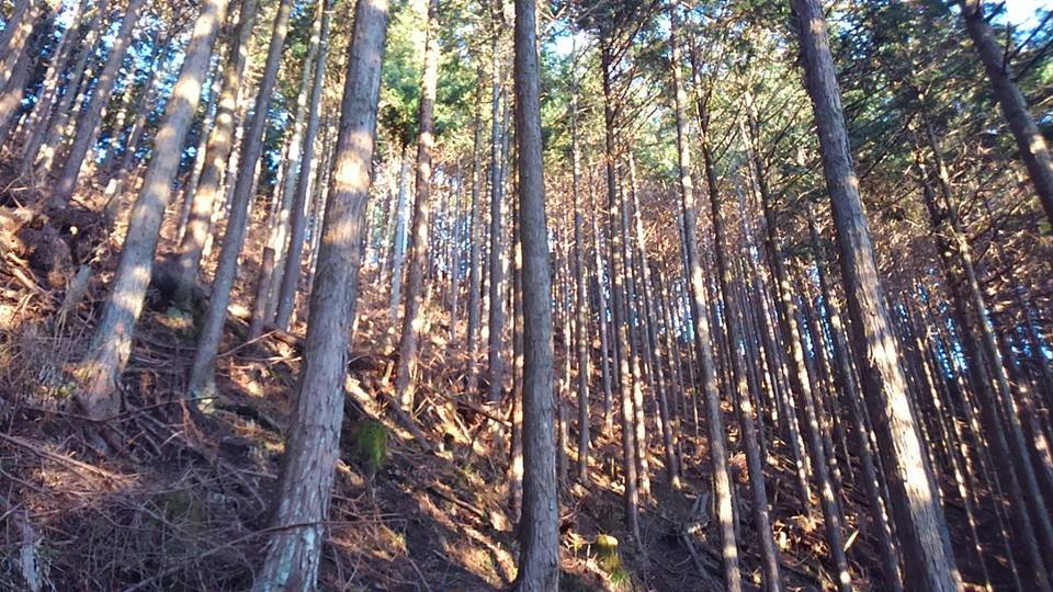 ▲山守コースを歩く(吉野やままち×月一山へ番外編)_a0355629_22415702.jpg