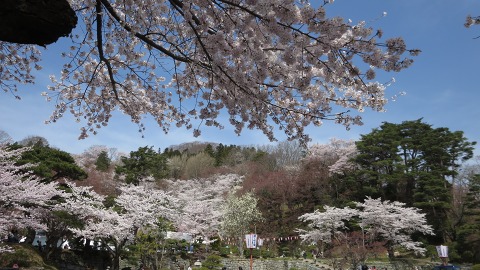 2016.04.09　霞ヶ城公園の桜_e0202031_22592118.jpg