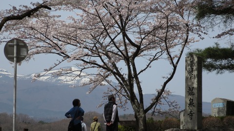 2016.04.09　霞ヶ城公園の桜_e0202031_2305141.jpg