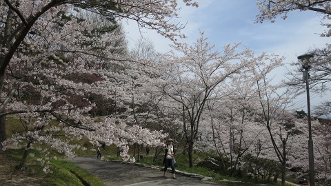 2016.04.09　霞ヶ城公園の桜_e0202031_2343456.jpg