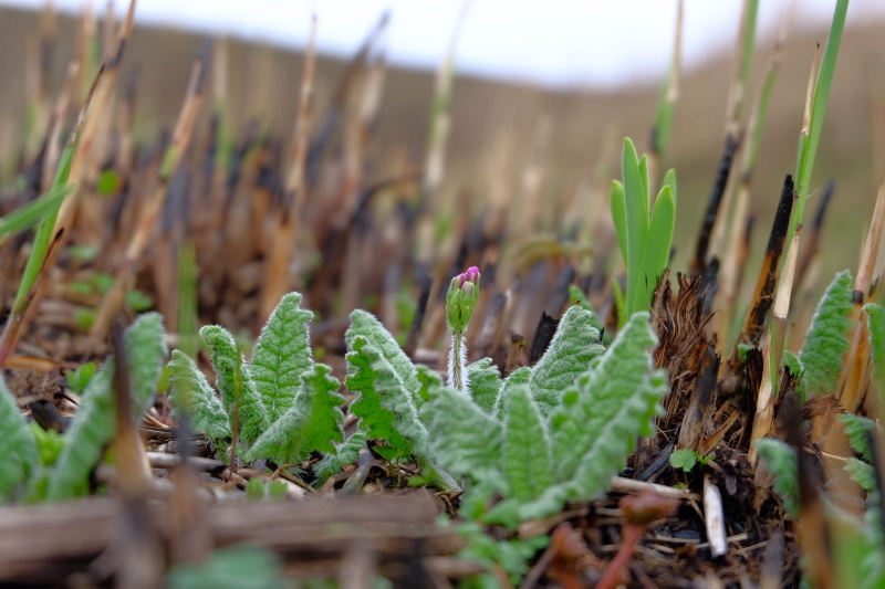 野草巡りの新規開拓_b0364433_21480760.jpeg