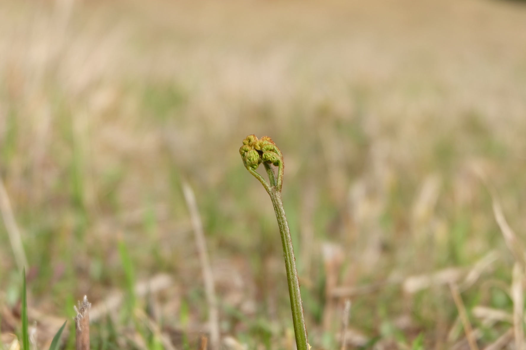 野草巡りの新規開拓_b0364433_21510243.jpeg