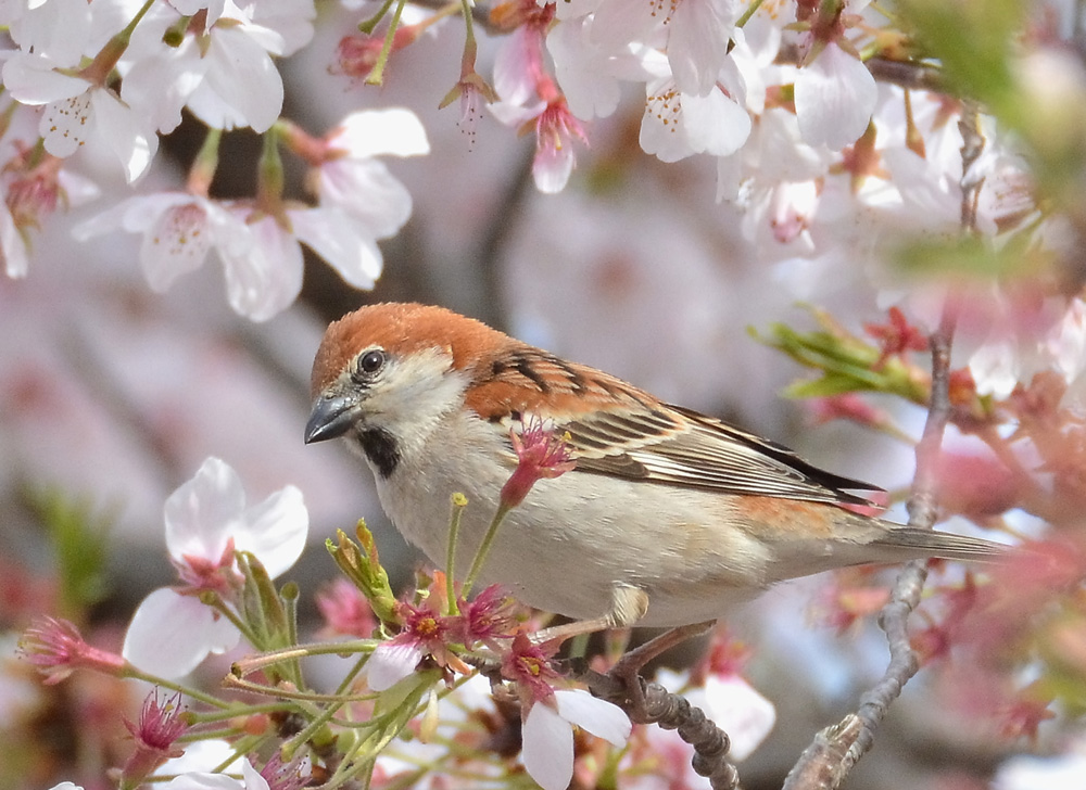ニュウナイスズメ・オス_e0097534_14293740.jpg