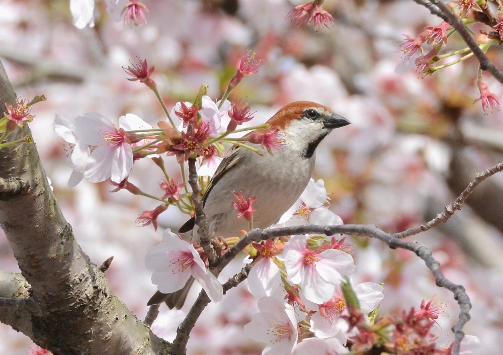 ニュウナイスズメ・オス_e0097534_14294968.jpg