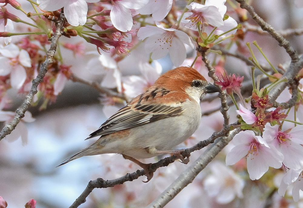 ニュウナイスズメ・オス_e0097534_1429633.jpg