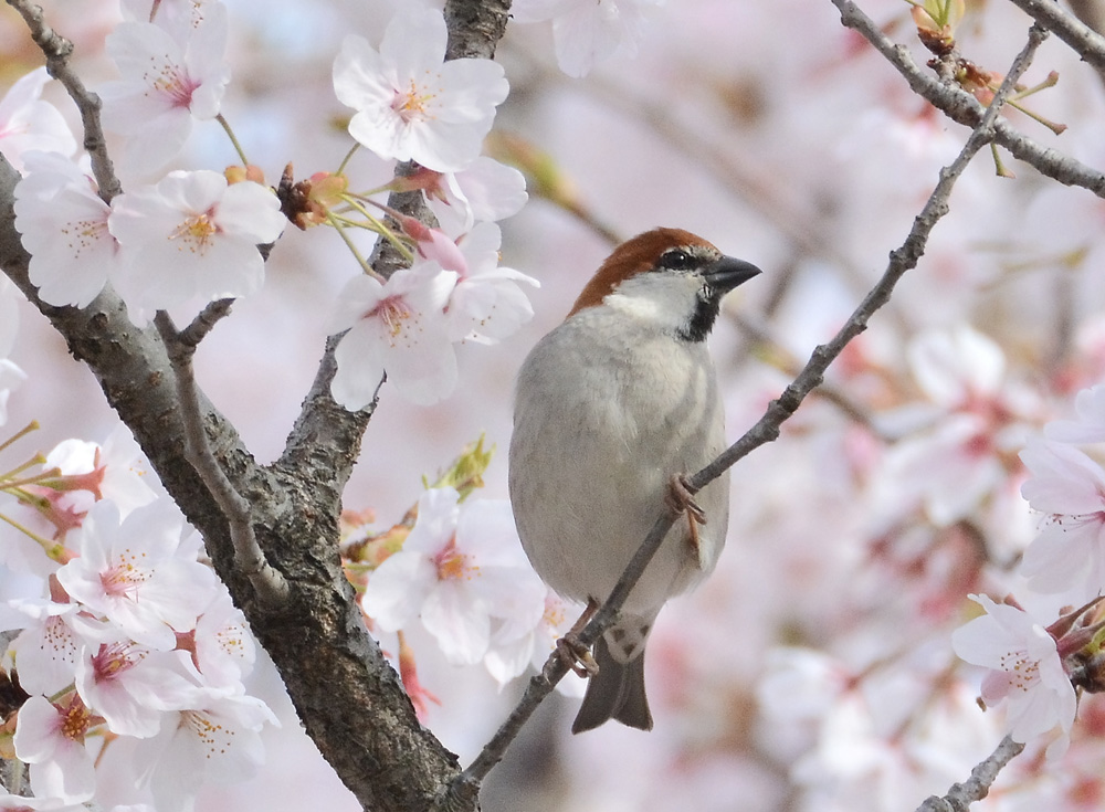 ニュウナイスズメ・オス_e0097534_14305677.jpg