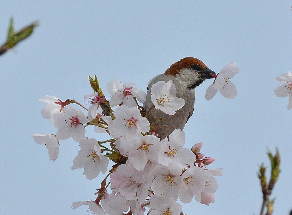 ニュウナイスズメ・オス_e0097534_14311059.jpg